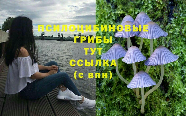 стаф Арсеньев