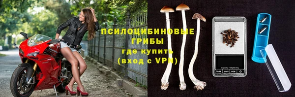 стаф Арсеньев